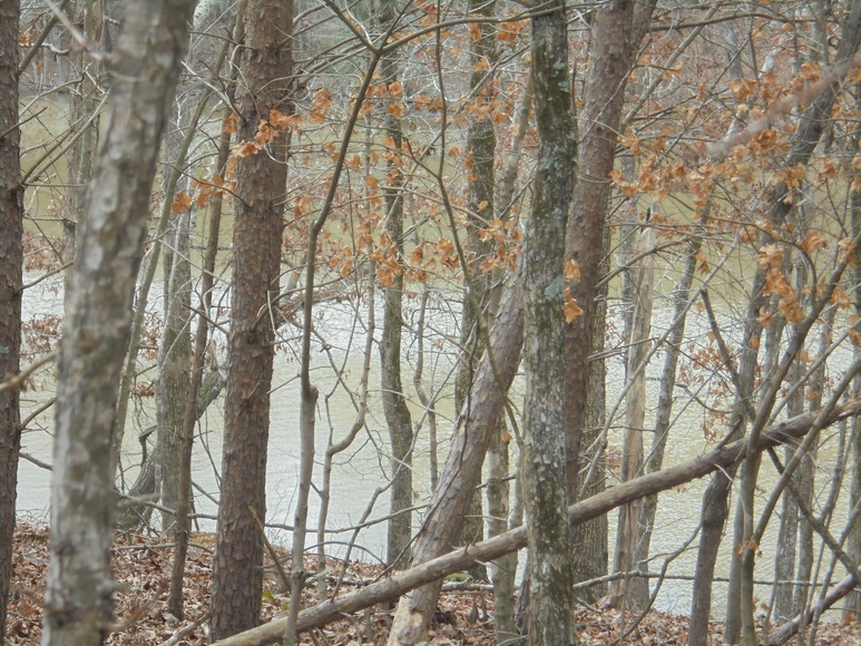 Image for REAL ESTATE AUCTION (50.67 AC) VACANT LAND~BADIN LAKE