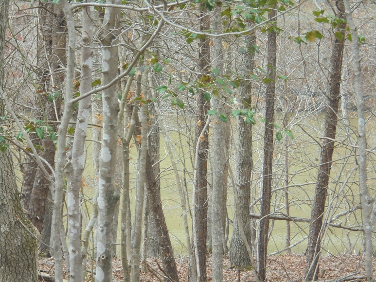 Image for REAL ESTATE AUCTION (50.67 AC) VACANT LAND~BADIN LAKE