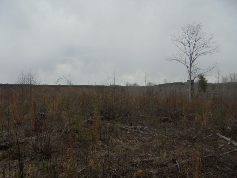 Image for REAL ESTATE AUCTION (50.67 AC) VACANT LAND~BADIN LAKE