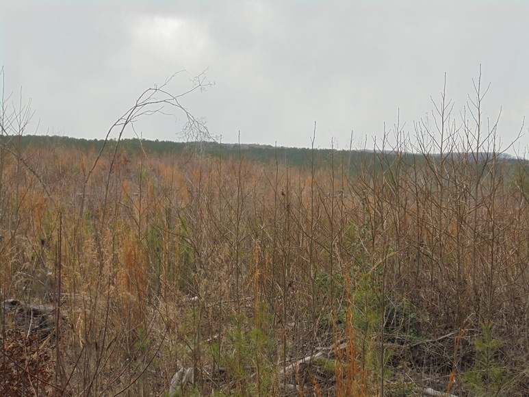 Image for REAL ESTATE AUCTION (50.67 AC) VACANT LAND~BADIN LAKE