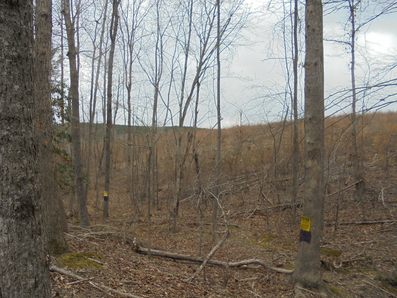 Image for REAL ESTATE AUCTION (50.67 AC) VACANT LAND~BADIN LAKE