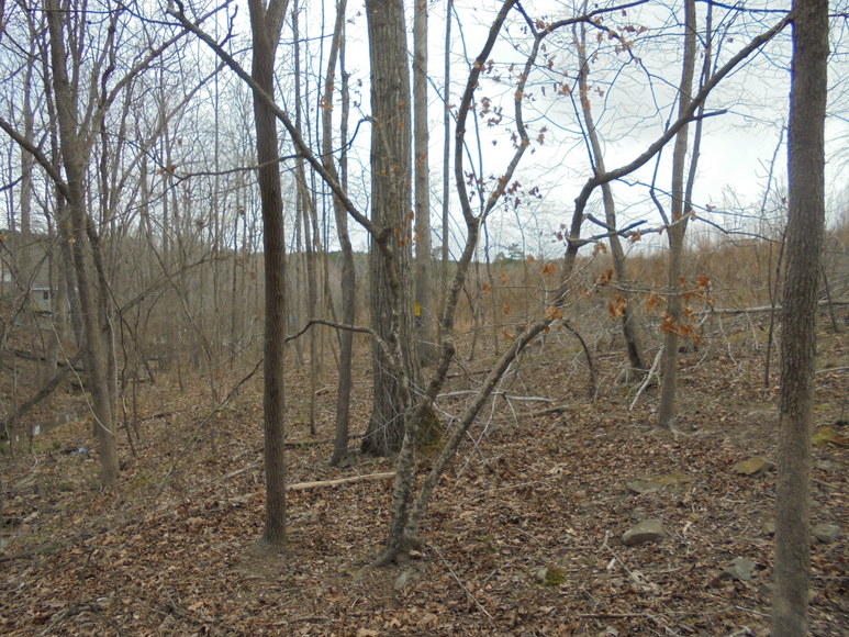 Image for REAL ESTATE AUCTION (50.67 AC) VACANT LAND~BADIN LAKE