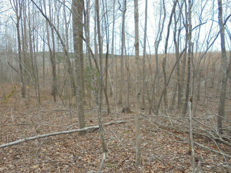 Image for REAL ESTATE AUCTION (50.67 AC) VACANT LAND~BADIN LAKE