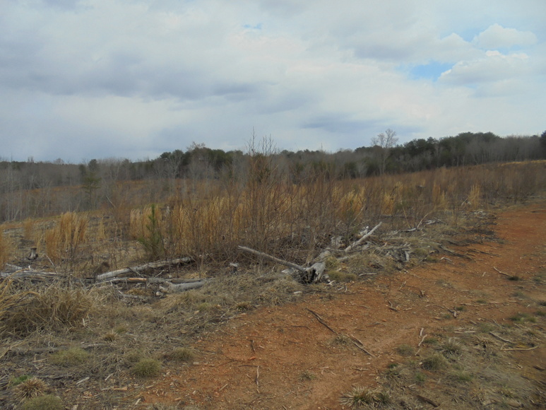 Image for REAL ESTATE AUCTION (50.67 AC) VACANT LAND~BADIN LAKE