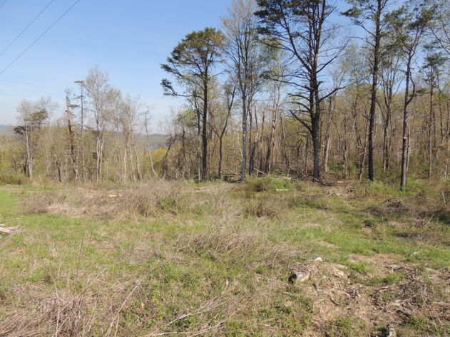Image for 23.75 Wooded Acres in Giles County