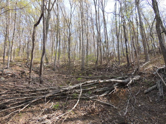Image for 23.75 Wooded Acres in Giles County