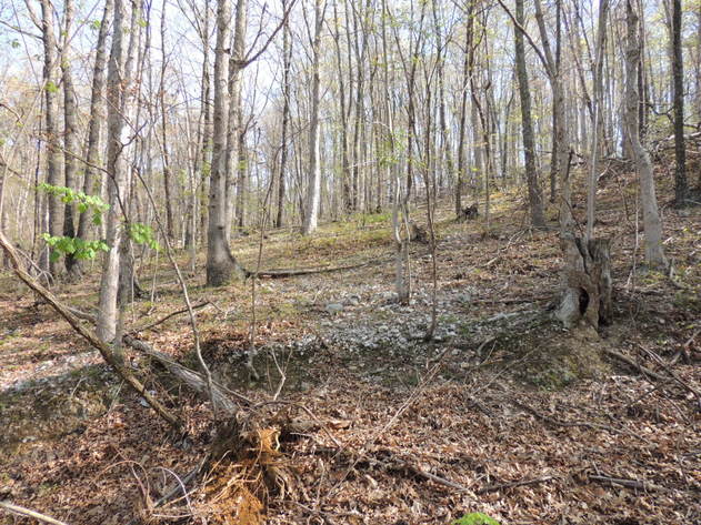 Image for 23.75 Wooded Acres in Giles County