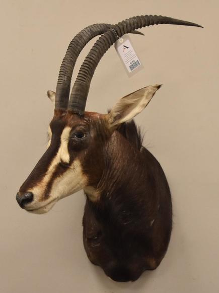 Image for Alderfer Simulcast: Field & Stream, Taxidermy and Sporting Auction - 5-31-18