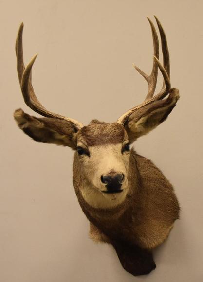 Image for Alderfer Simulcast: Field & Stream, Taxidermy and Sporting Auction - 5-31-18