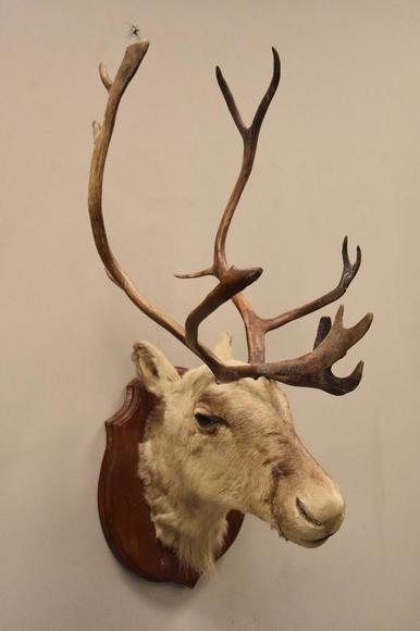 Image for Alderfer Simulcast: Field & Stream, Taxidermy and Sporting Auction - 5-31-18