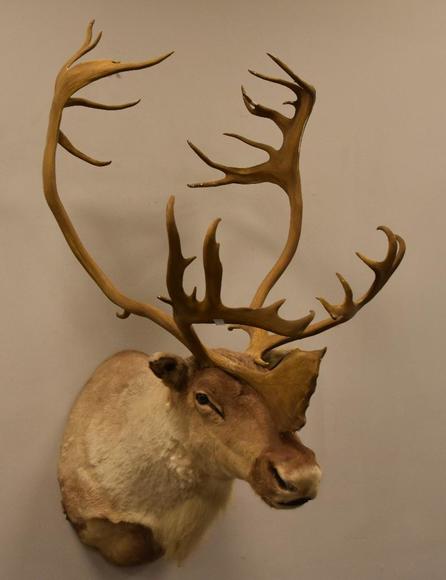 Image for Alderfer Simulcast: Field & Stream, Taxidermy and Sporting Auction - 5-31-18