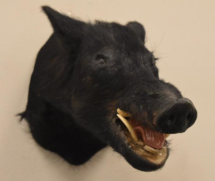 Image for Alderfer Simulcast: Field & Stream, Taxidermy and Sporting Auction - 5-31-18