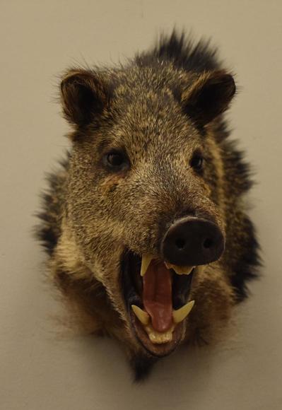 Image for Alderfer Simulcast: Field & Stream, Taxidermy and Sporting Auction - 5-31-18