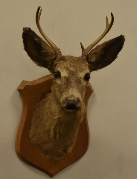 Image for Alderfer Simulcast: Field & Stream, Taxidermy and Sporting Auction - 5-31-18