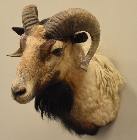 Image for Alderfer Simulcast: Field & Stream, Taxidermy and Sporting Auction - 5-31-18