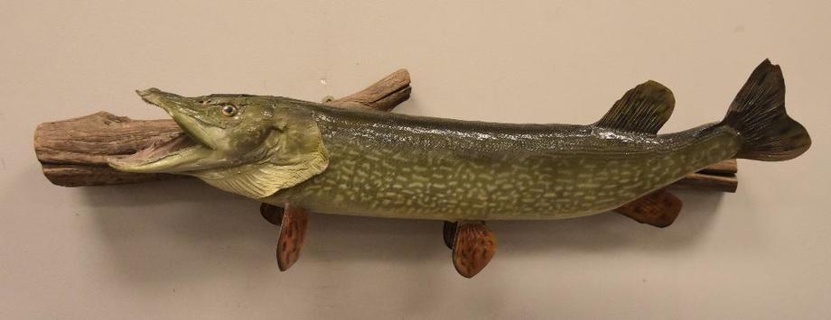 Image for Alderfer Simulcast: Field & Stream, Taxidermy and Sporting Auction - 5-31-18