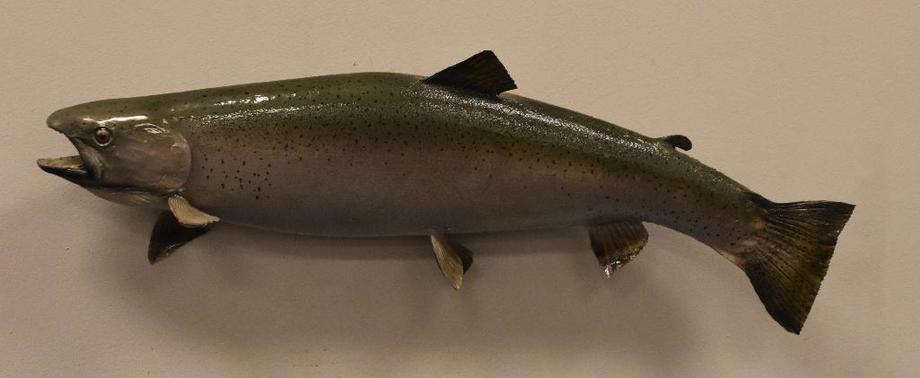 Image for Alderfer Simulcast: Field & Stream, Taxidermy and Sporting Auction - 5-31-18