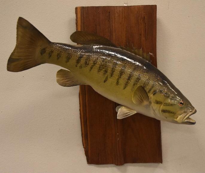 Image for Alderfer Simulcast: Field & Stream, Taxidermy and Sporting Auction - 5-31-18