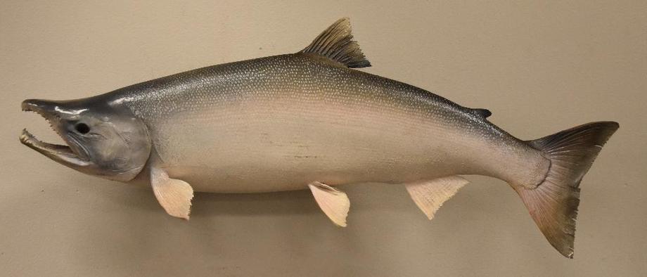 Image for Alderfer Simulcast: Field & Stream, Taxidermy and Sporting Auction - 5-31-18