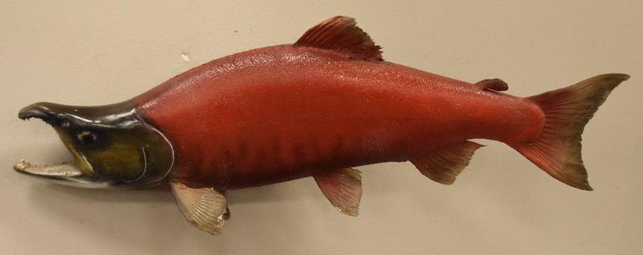 Image for Alderfer Simulcast: Field & Stream, Taxidermy and Sporting Auction - 5-31-18