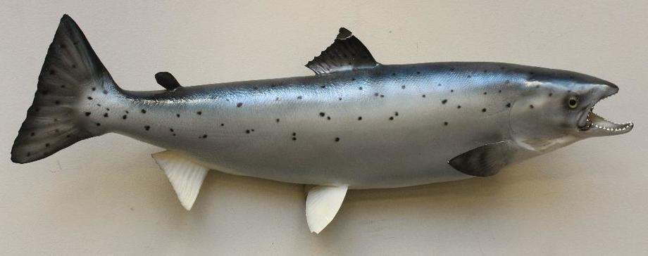 Image for Alderfer Simulcast: Field & Stream, Taxidermy and Sporting Auction - 5-31-18