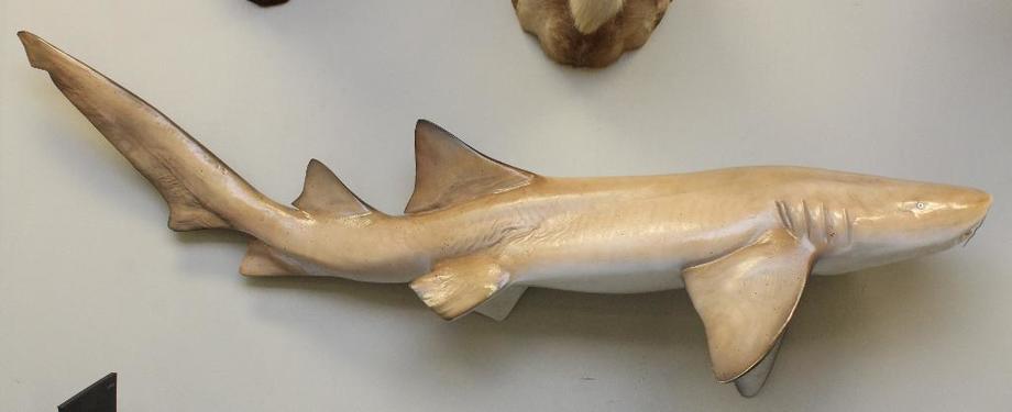 Image for Alderfer Simulcast: Field & Stream, Taxidermy and Sporting Auction - 5-31-18