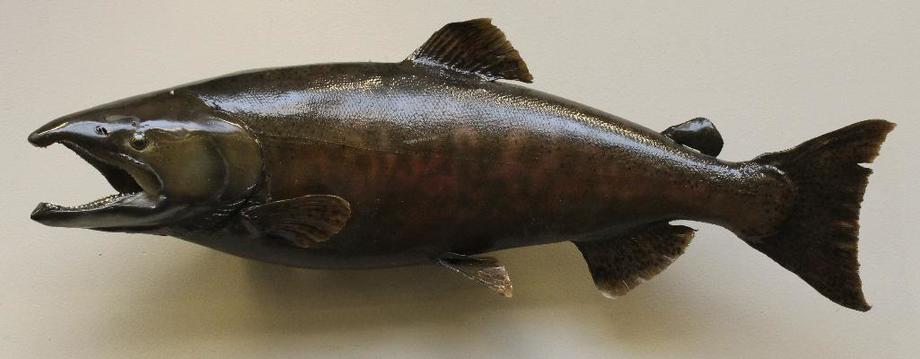 Image for Alderfer Simulcast: Field & Stream, Taxidermy and Sporting Auction - 5-31-18