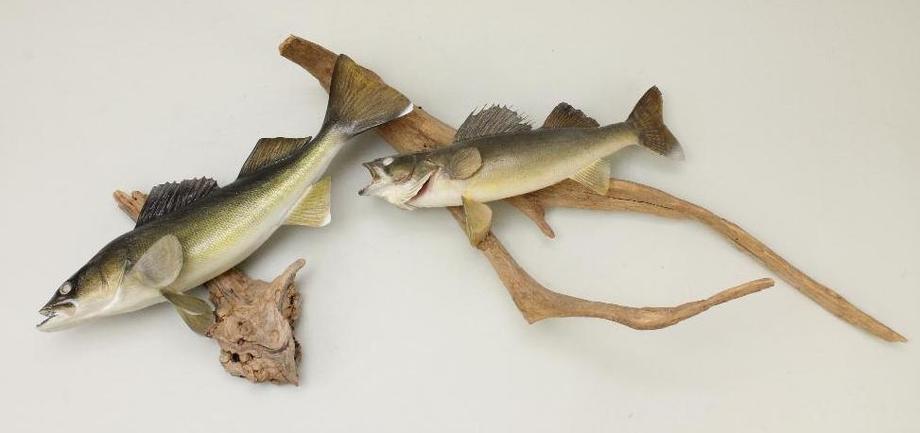 Image for Alderfer Simulcast: Field & Stream, Taxidermy and Sporting Auction - 5-31-18