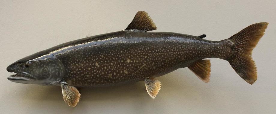 Image for Alderfer Simulcast: Field & Stream, Taxidermy and Sporting Auction - 5-31-18