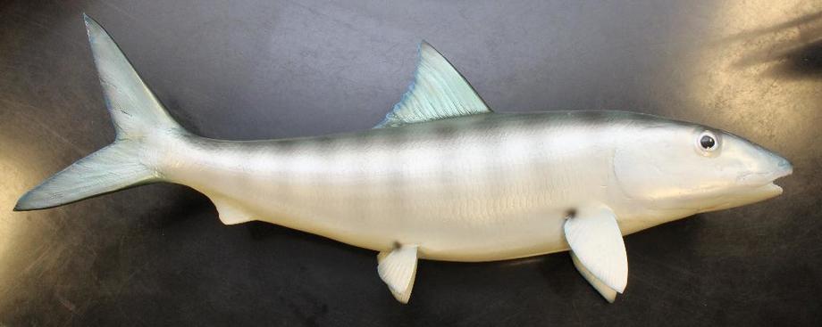 Image for Alderfer Simulcast: Field & Stream, Taxidermy and Sporting Auction - 5-31-18