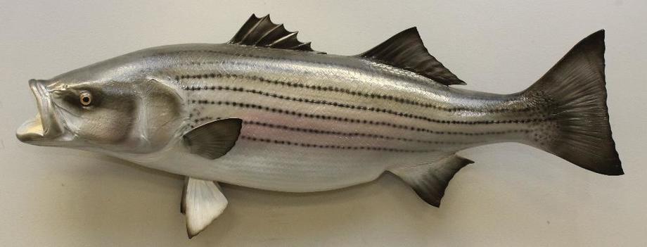 Image for Alderfer Simulcast: Field & Stream, Taxidermy and Sporting Auction - 5-31-18