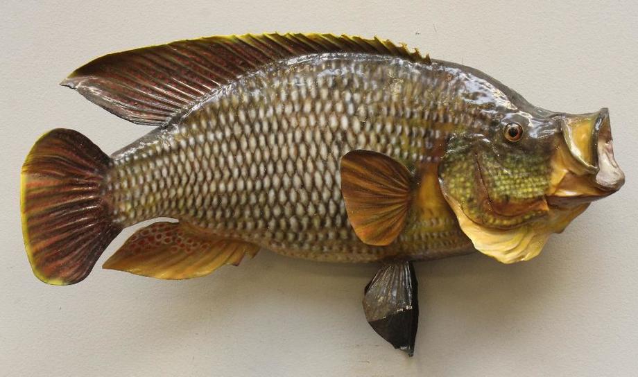 Image for Alderfer Simulcast: Field & Stream, Taxidermy and Sporting Auction - 5-31-18