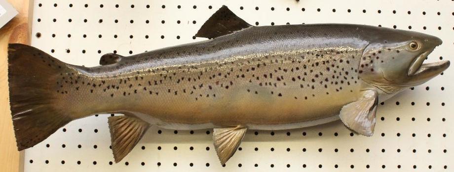 Image for Alderfer Simulcast: Field & Stream, Taxidermy and Sporting Auction - 5-31-18