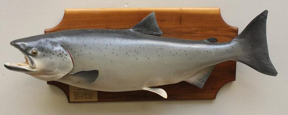 Image for Alderfer Simulcast: Field & Stream, Taxidermy and Sporting Auction - 5-31-18