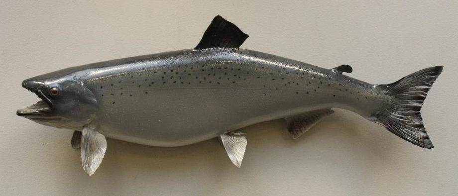 Image for Alderfer Simulcast: Field & Stream, Taxidermy and Sporting Auction - 5-31-18