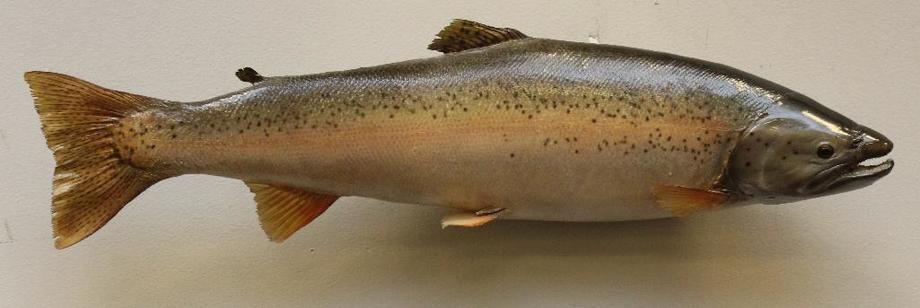 Image for Alderfer Simulcast: Field & Stream, Taxidermy and Sporting Auction - 5-31-18