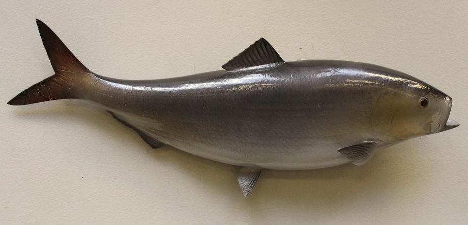 Image for Alderfer Simulcast: Field & Stream, Taxidermy and Sporting Auction - 5-31-18