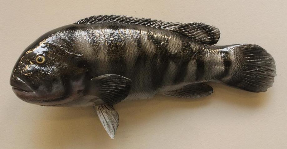 Image for Alderfer Simulcast: Field & Stream, Taxidermy and Sporting Auction - 5-31-18