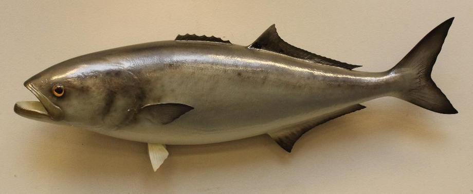 Image for Alderfer Simulcast: Field & Stream, Taxidermy and Sporting Auction - 5-31-18