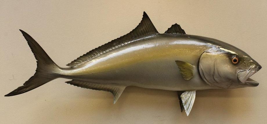 Image for Alderfer Simulcast: Field & Stream, Taxidermy and Sporting Auction - 5-31-18