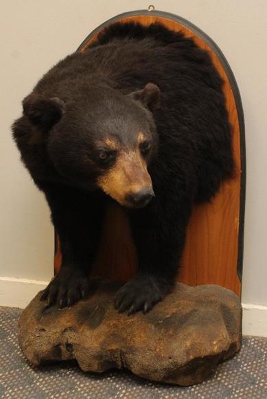 Image for Alderfer Simulcast: Field & Stream, Taxidermy and Sporting Auction - 5-31-18