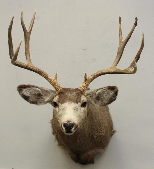 Image for Alderfer Simulcast: Field & Stream, Taxidermy and Sporting Auction - 5-31-18