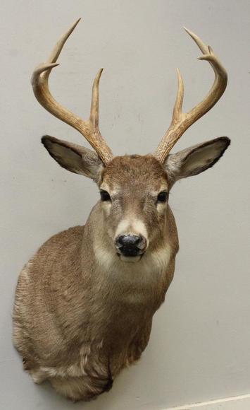 Image for Alderfer Simulcast: Field & Stream, Taxidermy and Sporting Auction - 5-31-18
