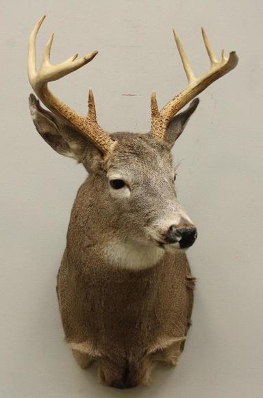 Image for Alderfer Simulcast: Field & Stream, Taxidermy and Sporting Auction - 5-31-18