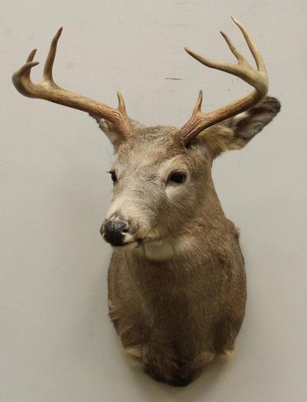 Image for Alderfer Simulcast: Field & Stream, Taxidermy and Sporting Auction - 5-31-18