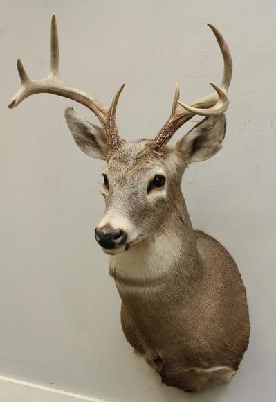 Image for Alderfer Simulcast: Field & Stream, Taxidermy and Sporting Auction - 5-31-18