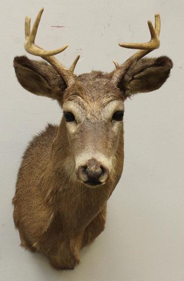 Image for Alderfer Simulcast: Field & Stream, Taxidermy and Sporting Auction - 5-31-18