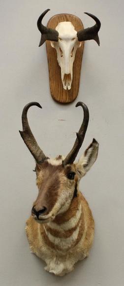 Image for Alderfer Simulcast: Field & Stream, Taxidermy and Sporting Auction - 5-31-18