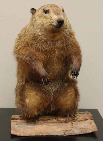 Image for Alderfer Simulcast: Field & Stream, Taxidermy and Sporting Auction - 5-31-18