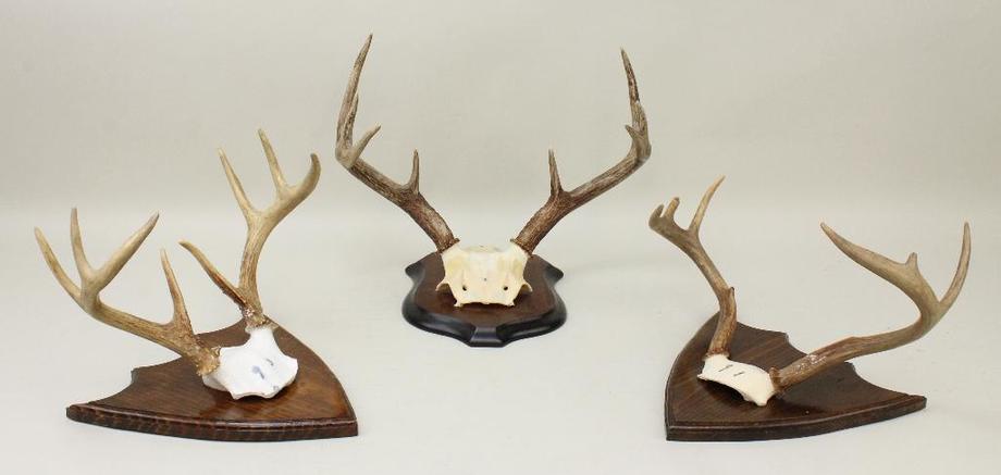 Image for Alderfer Simulcast: Field & Stream, Taxidermy and Sporting Auction - 5-31-18